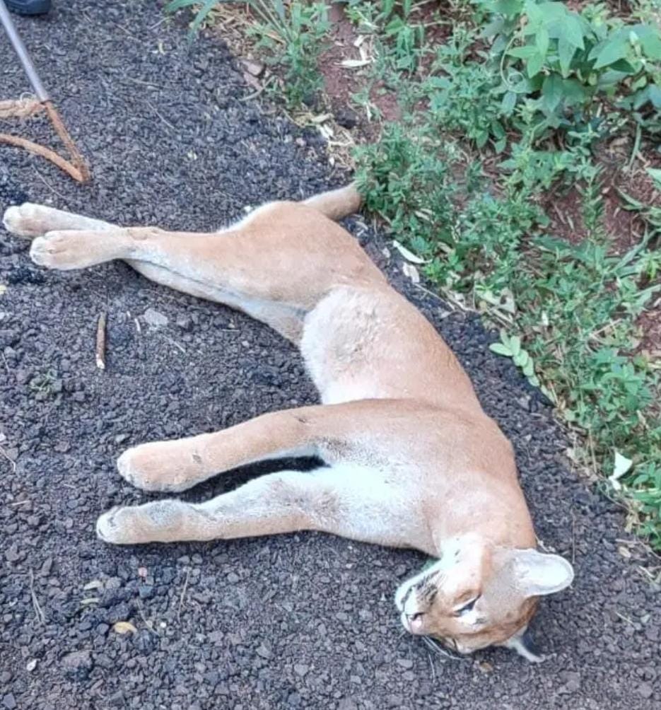 O animal foi localizado por um motorista por volta das 7h, próximo ao Silo da Bela Agrícola, na baixada da Água da Pirapitinga.