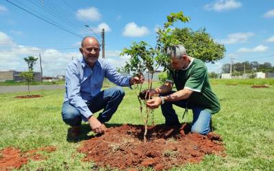 Prefeitura de Assis realiza plantio de 55 árvores frutíferas no Parque Universitário